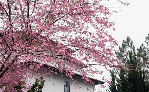 Cao nguyên Mộc Châu mùa Xuân về