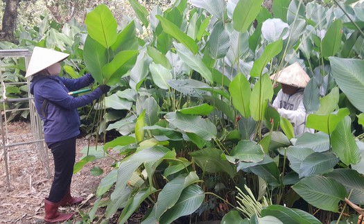 Rộn ràng mùa thu hoạch lá dong phục vụ Tết