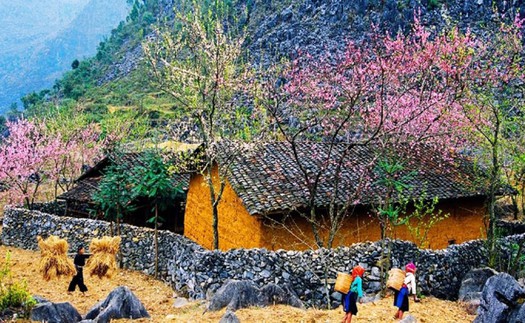 Xuân về trên đá nở hoa