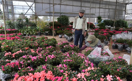 Làng Hoa lớn nhất Hưng Yên rực rỡ chào đón Tết