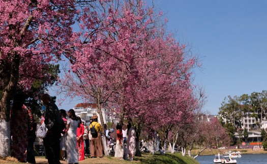 Mùa hoa mai anh đào Đà Lạt – mùa lễ hội của nhân dân