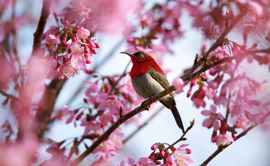 Đà Lạt những ngày sau Tết: Lạc bước giữa bản tình ca của Mai anh đào, Ban trắng và Mimosa