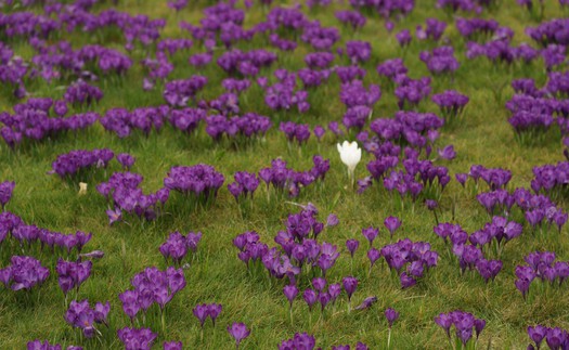 Hoa xuân nở rộ trong khoảnh khắc giao mùa tại London