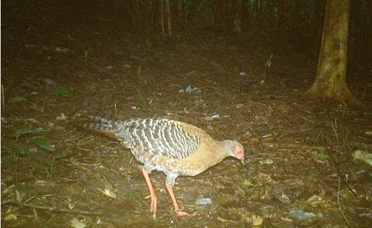 Ghi nhận 27 loài động vật hoang dã trong rừng bảo vệ cảnh quan di tích Văn hóa thế giới Mỹ Sơn