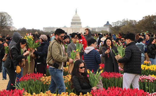 Washington DC rực rỡ Ngày hội hoa Tulip