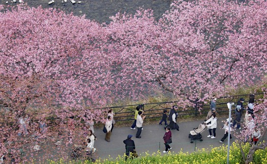 Mùa hoa anh đào chính thức bắt đầu tại "đất nước Mặt Trời mọc"