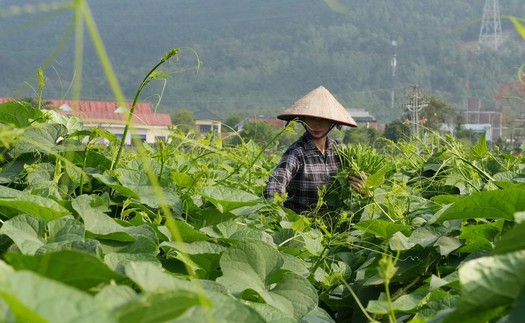  Phát triển su su Tam Đảo thành nông sản thế mạnh