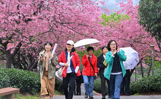 Chiêm ngưỡng vẻ đẹp hoa anh đào tại Trung Quốc