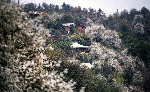 Sôi nổi Ngày hội hoa sơn tra xã Ngọc Chiến, Sơn La