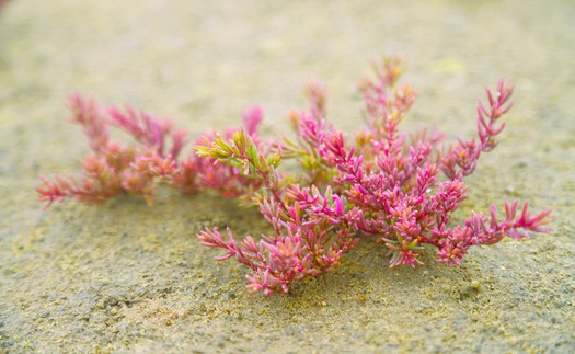 Vẻ đẹp của rau nhót phủ tím trên đồng muối rộng 20 ha thu hút du khách