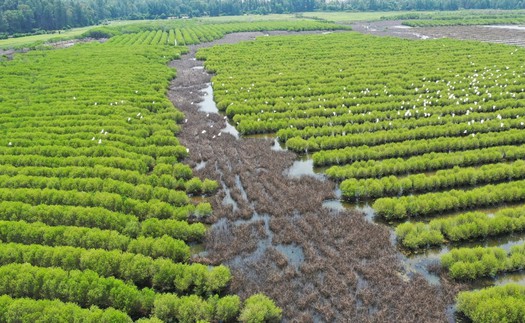 Quảng Ngãi: Rừng ngập mặn Bàu Cá Cái - “lá phổi xanh” hoang sơ hấp dẫn