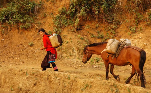 Ngẫm ngợi cuối tuần: Ngựa thồ miền núi