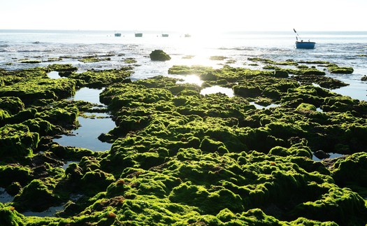 Trải nghiệm vẻ đẹp cánh đồng rong biển ở Khánh Hòa