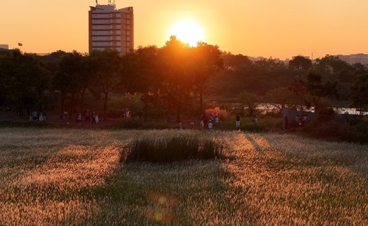 Check-in cánh đồng cỏ lau săn Mặt Trời 'trứng muối' ở TP HCM