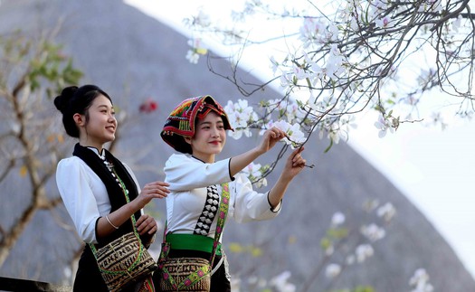 Hoa ban nở trắng níu chân du khách đến Sơn La