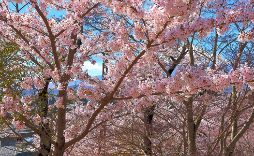 Núi Phú Sĩ mùa hoa anh đào nở rộ