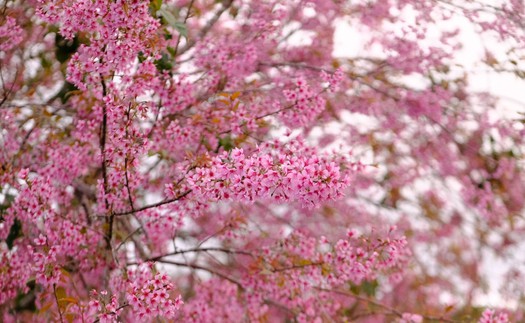 Giải pháp thu hút khách du lịch trong thời gian sân bay Liên Khương tạm dừng