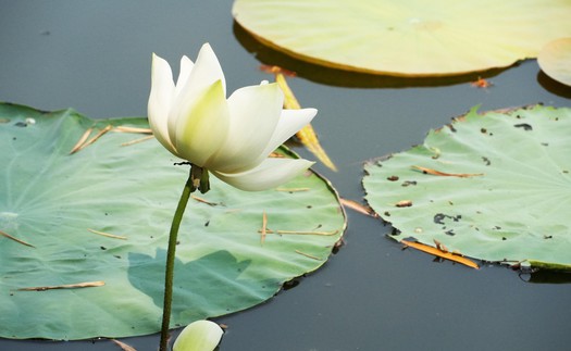 Mùa sen trắng tinh khôi ở hồ Tịnh Tâm trong Kinh thành Huế