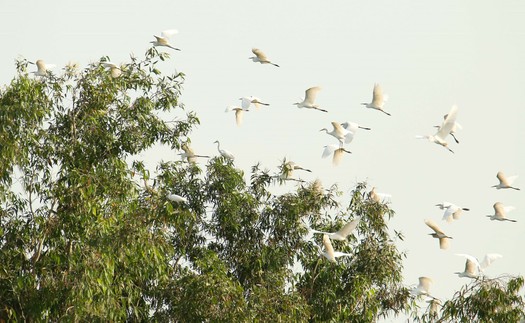 Yên ả cánh cò quê hương Cần Thơ "gạo trắng nước trong"