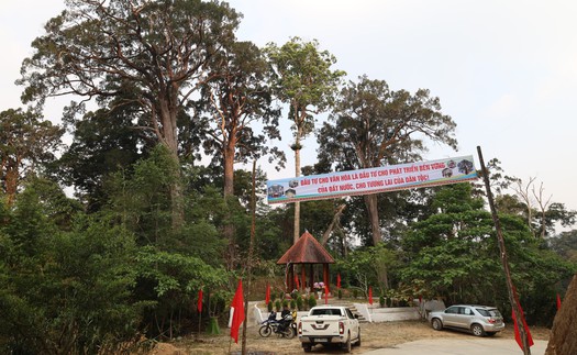 Khám phá rừng Pơ mu - “Di sản sống” nơi phía Tây Đà Nẵng