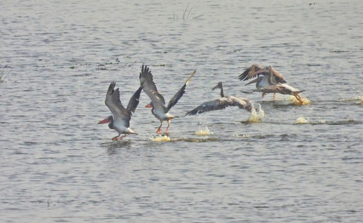 Loài chim quý hiếm trở lại Vườn Quốc gia Tràm Chim sau nhiều năm vắng bóng