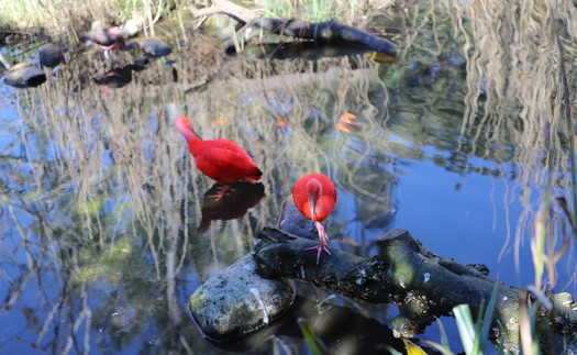 Tham quan London Zoo, vườn thú khoa học lâu đời nhất thế giới
