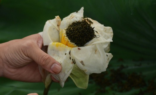 Nét văn hóa độc đáo của trà sen xứ Huế