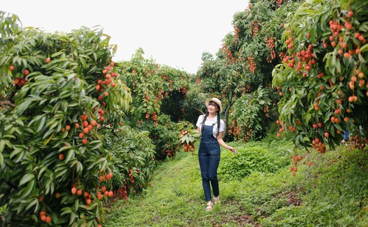 Kết nối các vườn vải đẹp, quảng bá những điểm đến nổi bật tại Bắc Ninh