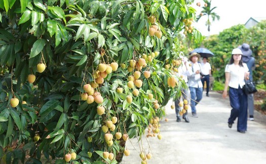 Hiến kế đưa "Mùa quả chín Xứ Đông" thành đặc sản du lịch