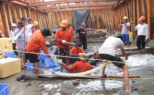 Khai quật tàu đắm Bình Châu: Những chiếc đĩa sứ cung đình trong khoang thuyền