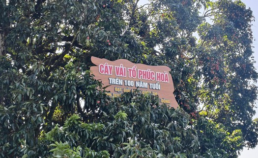 Chiêm ngưỡng cây vải tổ hơn 100 năm tuổi tại Bắc Ninh