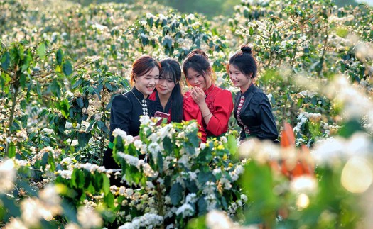 Hoa cà phê nở rộ tạo khung cảnh nên thơ, lãng mạn khắp triền đồi Sơn La
