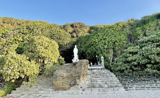 Vẻ đẹp mùa hoa Phong ba trên đá núi lửa Lý Sơn