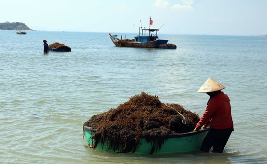 Người dân xã đảo Tam Hải (Đà Nẵng) vào vụ thu hoạch “thảo dược” dưới đáy biển
