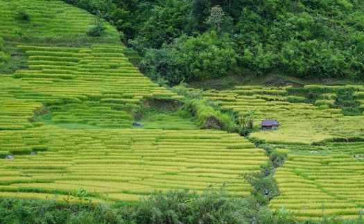Vẻ đẹp ruộng bậc thang dưới chân núi Ngọc Linh