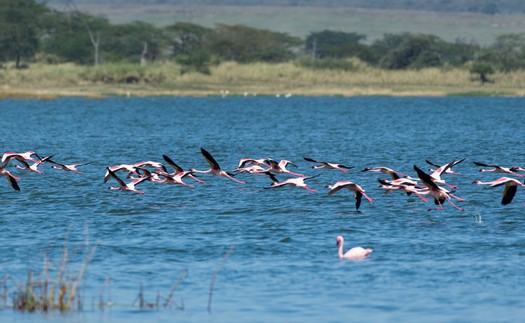 Vẻ đẹp những hồ nước được UNESCO ghi danh Di sản Thế giới ở Kenya