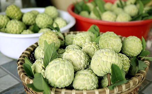 Ngọt lành mùa na chín dưới chân Tam Đảo