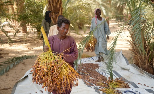 Mùa thu hoạch chà là tại Sudan