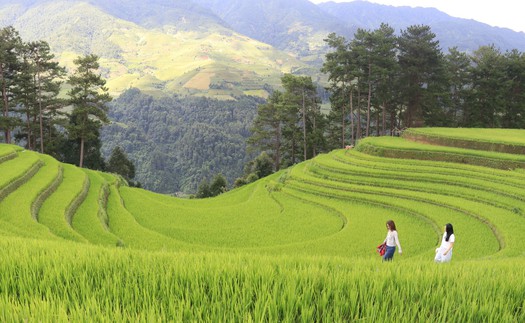 Mùa vàng hút khách ở vùng cao Mù Cang Chải