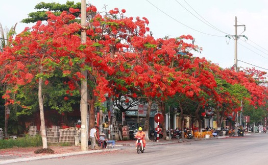 Chùm ảnh: Phượng nở đỏ rực trời Hải Phòng