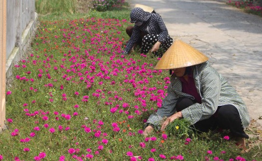 Những con đường tuyệt đẹp được 'trồng hoa thay thế cỏ dại' tại Thanh Hóa