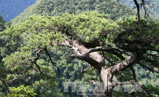 Thanh Hóa: Bảo tồn Thông Pà Cò và Thông Đỏ Bắc quý hiếm tại Pù Luông