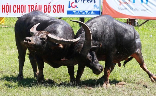 VIDEO Lễ hội Chọi trâu Đồ Sơn năm 2017: Trang bị cả súng gây mê