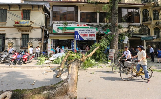 Hà Nội: Cây xanh bật gốc, đè bẹp xế hộp, nhiều người thoát chết