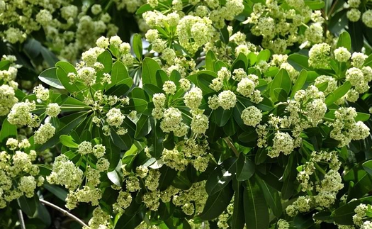 Hà Nội sặc sụa mùa hoa Sữa