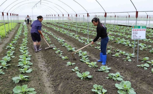 Những 'điểm sáng' nông thôn mới: 33% hợp tác xã nông nghiệp hoạt động hiệu quả