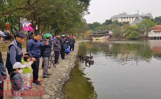 Cá chép đưa ông Công, ông Táo chầu Trời ở 'hồ Thiên Nga’ Hà Nội