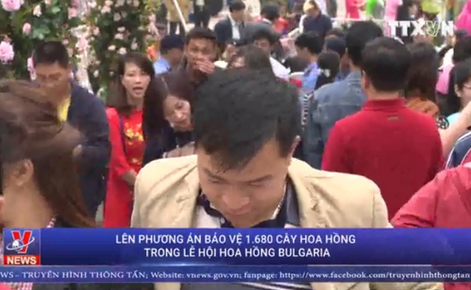 VIDEO: Phương án bảo vệ 1.680 cây hoa hồng trong lễ hội hoa hồng Bulgaria