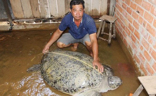 Bắt được rùa biển nặng 2 tạ, ngư dân muốn thả về biển dù thương lái trả 150 triệu