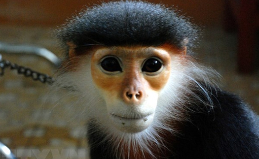 Cất giữ động vật quý hiếm, một người bị phạt hơn 350 triệu đồng